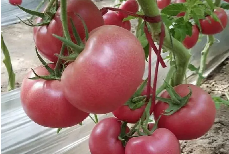 Ранние и урожайные сорта помидоров для теплиц