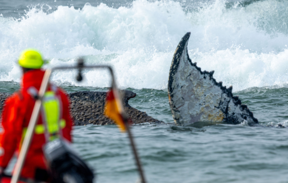 Jens Büttner/picture alliance via Getty Images