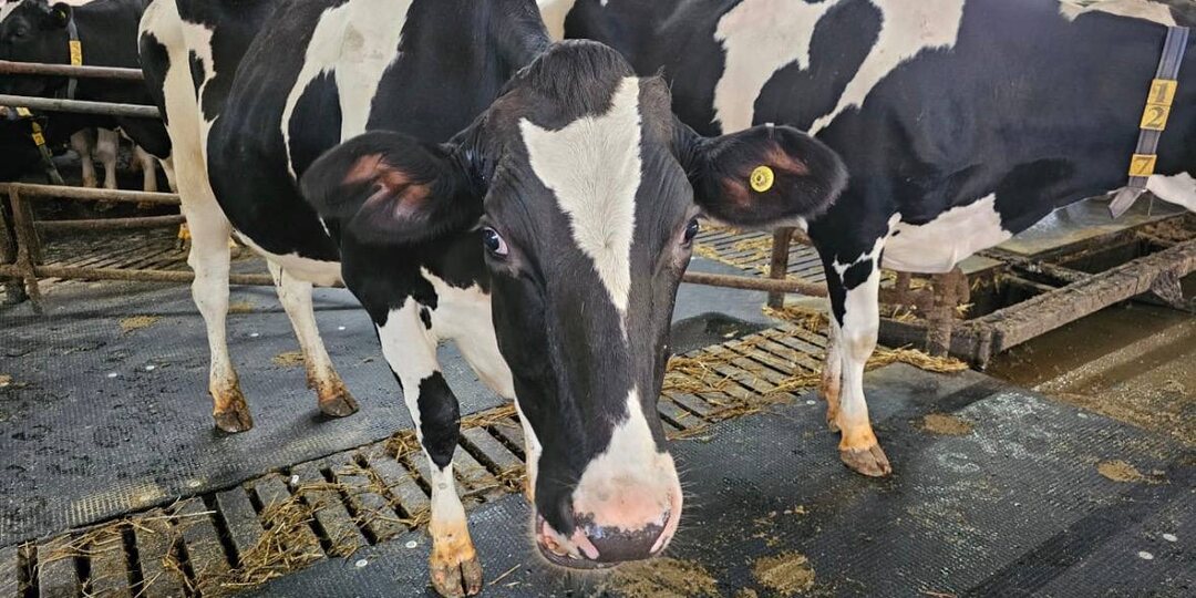 Почему снижается надой на ферме, даже если показатели в норме