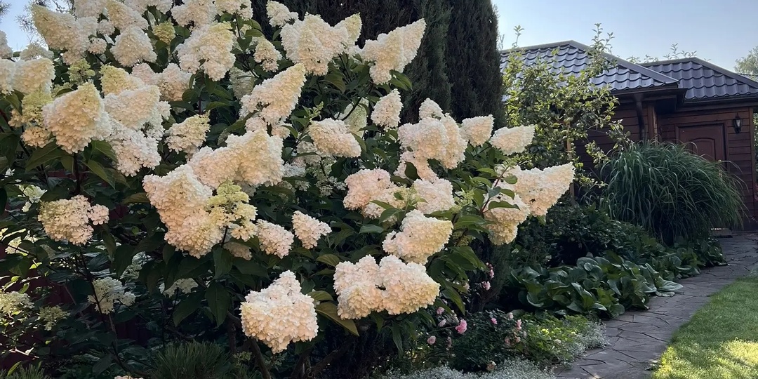 Обрезка Гортензий