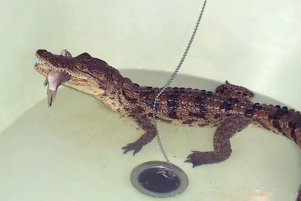    Источник: lenta.ru/ Алла Бородина