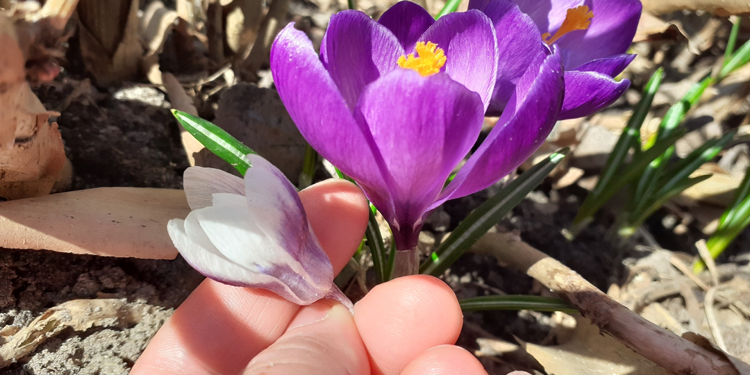 Крокусы могут отличаться не только по цвету.