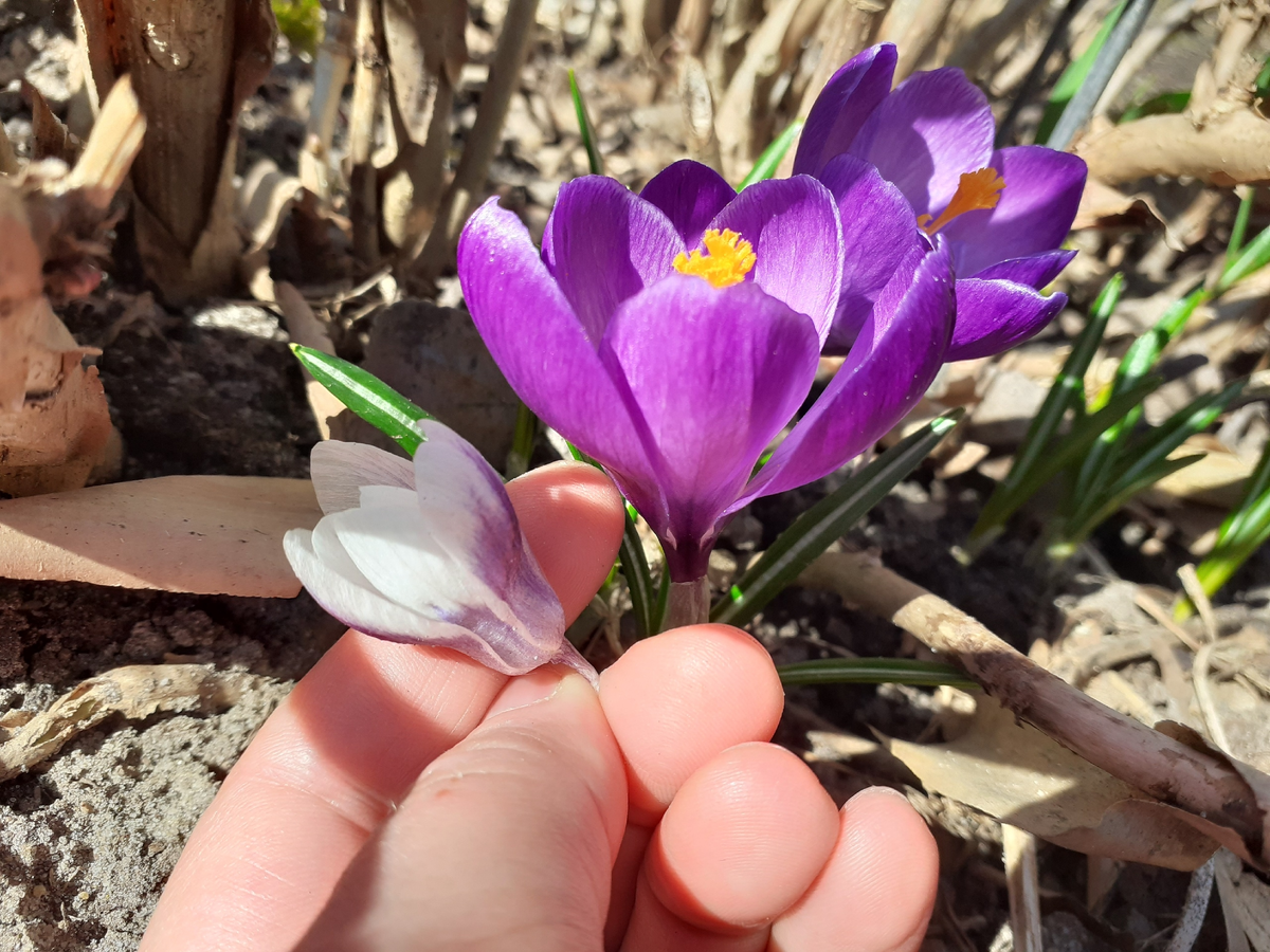 Цветок крокуса ботанического в сравнении с крупным цветком голландского гибрида