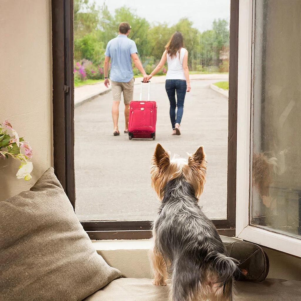 Мы не имеем права требовать от чужих людей безусловной любви к нашему питомцу, если сами не готовы дать ему стабильность, когда нам захотелось свободы.