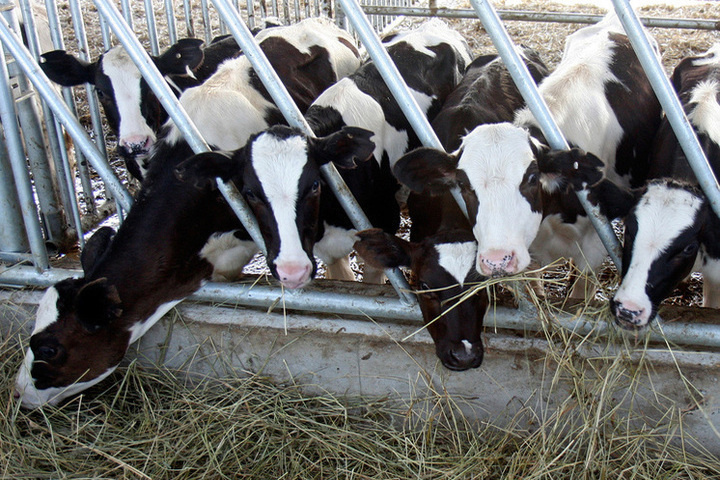 Генпрокуратуру попросили проверить факт сжигания коров заживо в Новосибирской области