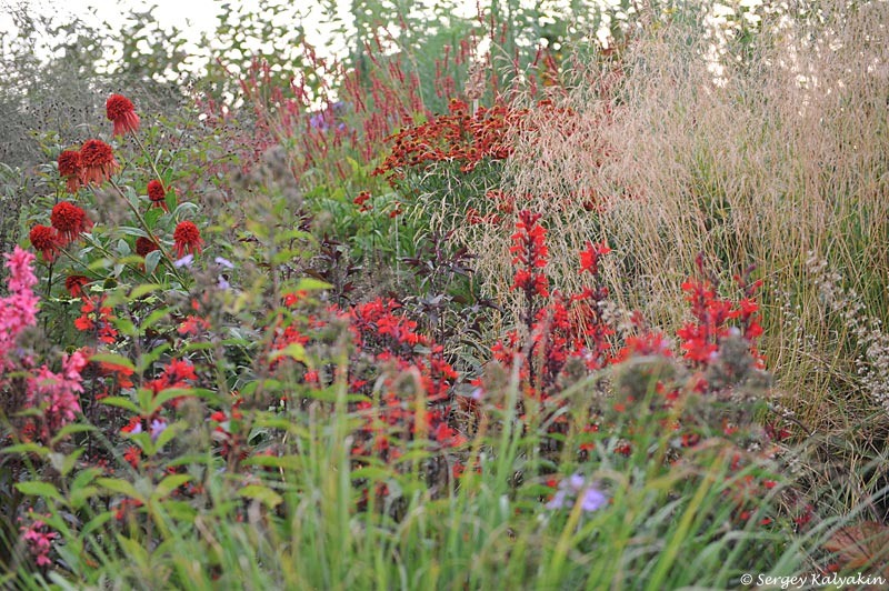 Эхинацея 'Hot Papaya'