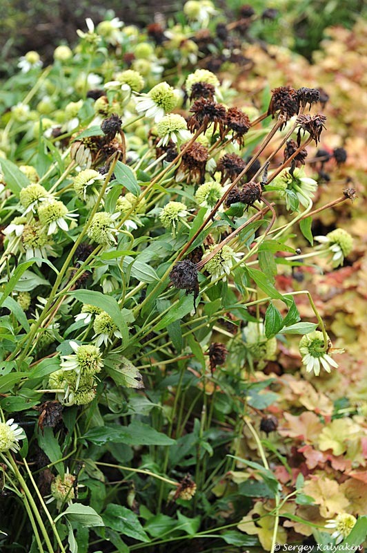 Эхинацея 'Coconut Lime'