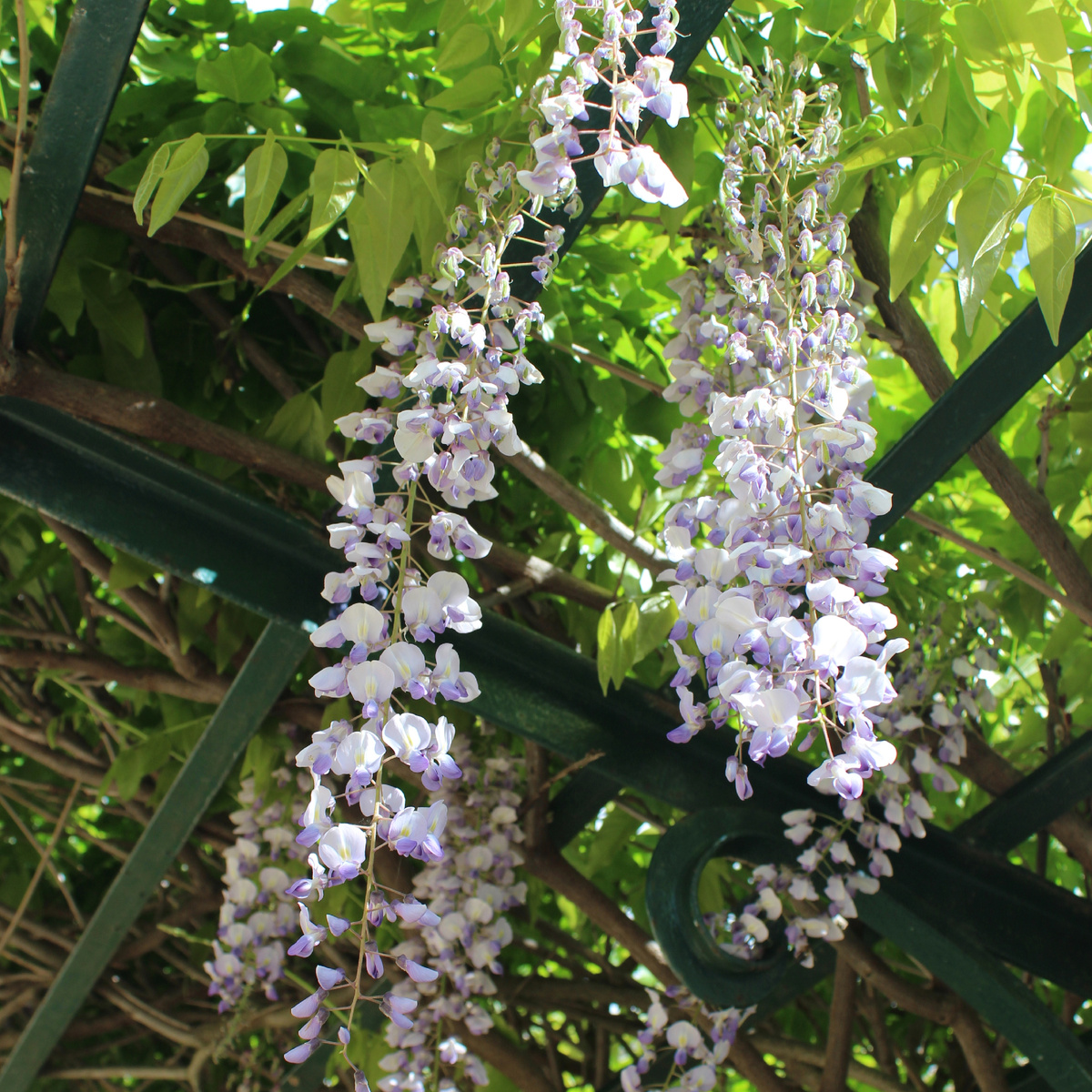 Красивые цветы, снятые мной где-то в Португалии