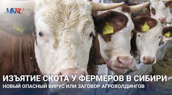 Финал эпопеи с коровами. «200 миллионов выплат, 1,5 миллиарда потерь и 90 500 голов»: как в Сибири завершили кампанию по изъятию скота и кто
