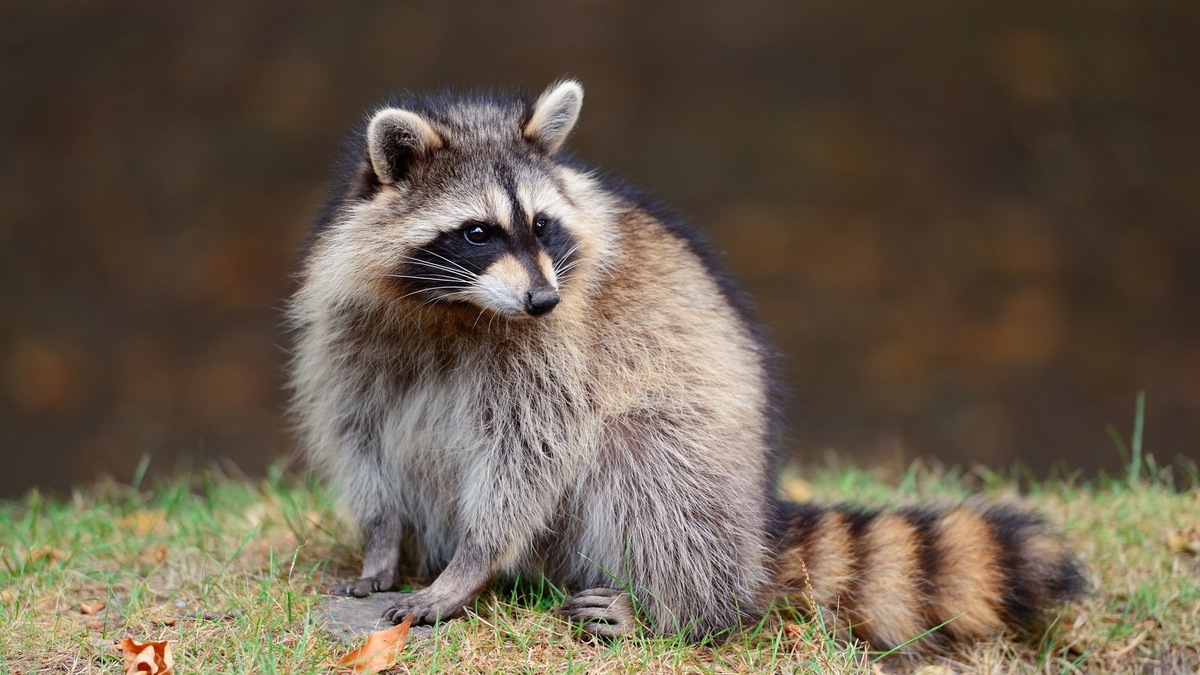    Еноты-полоскуны — одни из самых узнаваемых обитателей Московского зоопарка