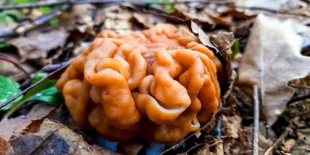 Ракетное топливо на сковородке