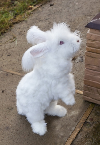 Пуховый кролик Лапка