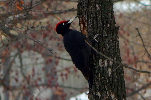 Под Волгоградом орнитологи обнаружили редкого черного дятла