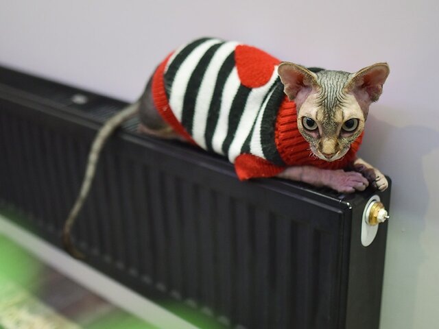    Фото: Москва 24/Антон Великжанин