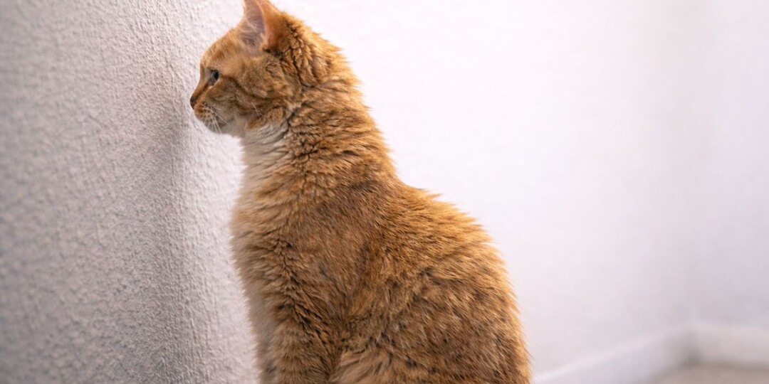 Кошка смотрит в одну точку на стене и будто зависает: стоит ли волноваться