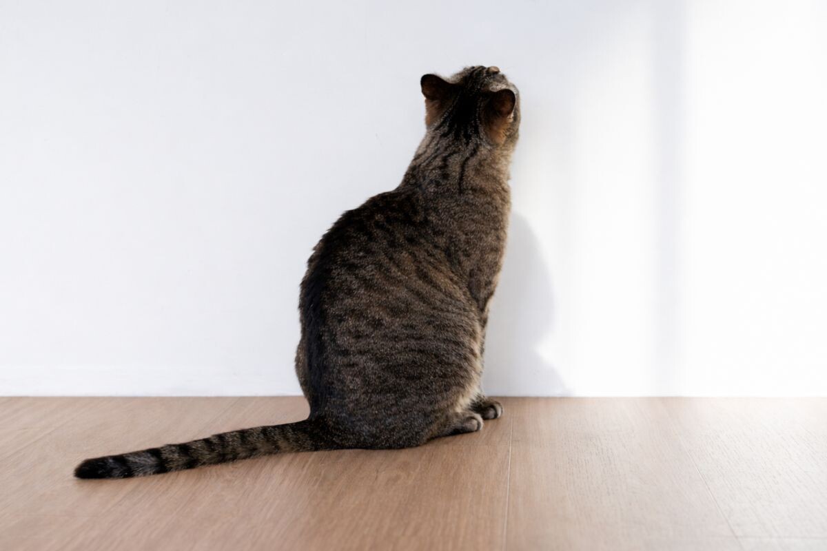 Почему кошка смотрит в стену