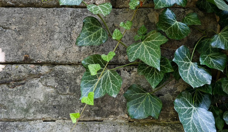 Неприятный сюрприз для садоводов: в каком случае безобидное хобби может обернуться судом