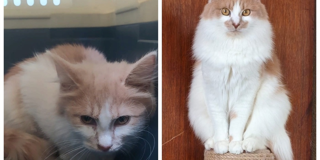 До и после: такая прекрасная домашняя жизнь