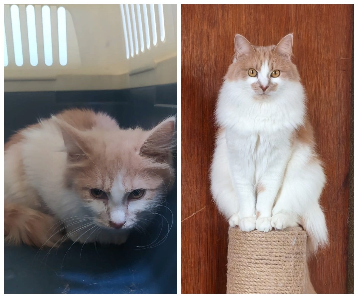 Барабашка – выпускница приюта.