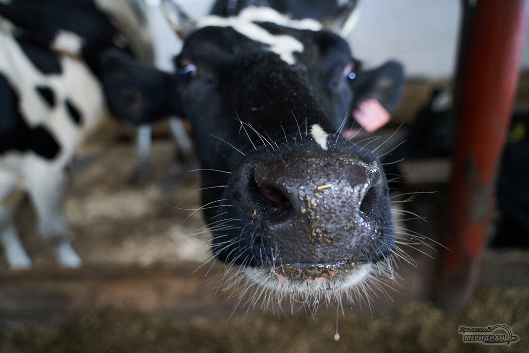    Фото Лидия Аникина © ИА «Уральский меридиан»