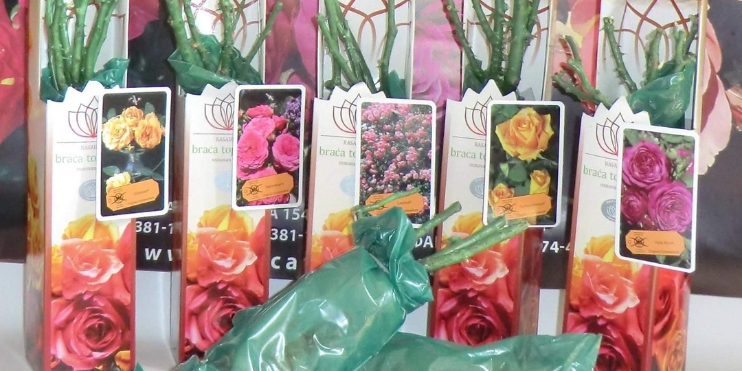 Саженцы роз 🌹 в коробках: как сохранить до посадки на даче