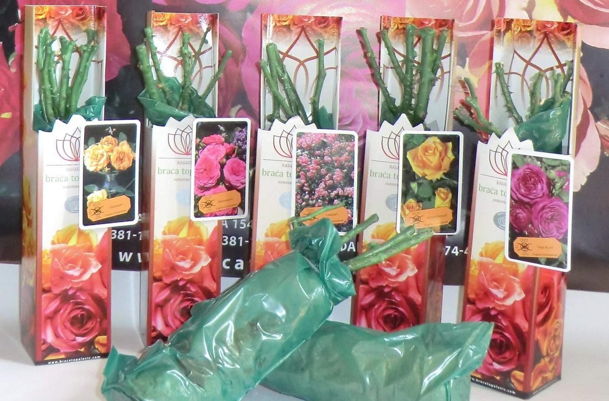 Как соханить розы до посадки