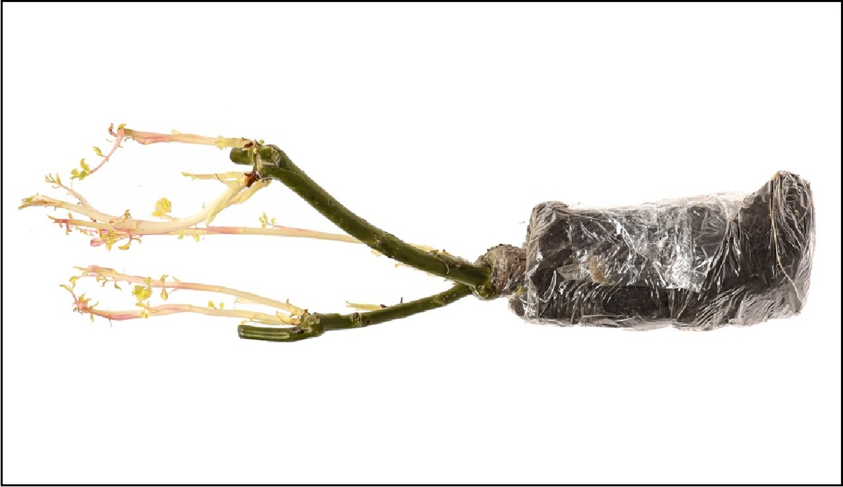 Саженец розы с побегами