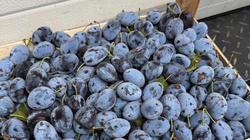    Фото: Северо-Западное межрегиональное управление Россельхознадзора