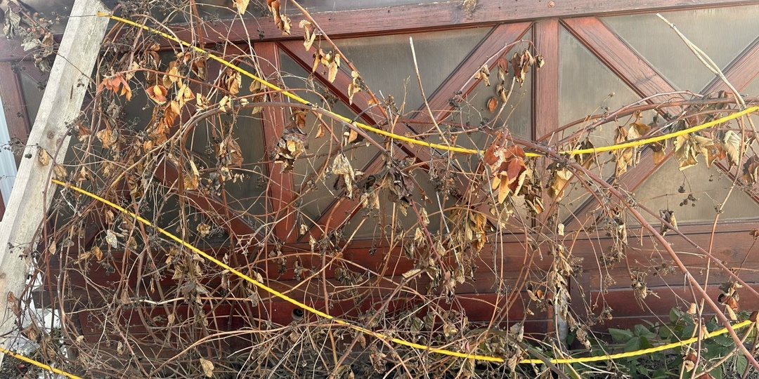 Как привести ежевику в порядок весной: четыре важных шага, чтобы не остаться без ягод