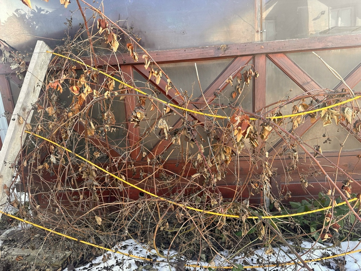 Ежевика после зимы