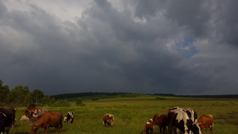     Пастереллез Башкортстанга яныймы?