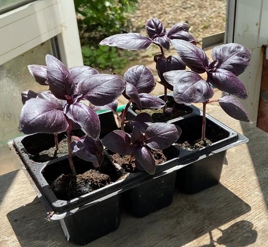 Ошибки при выращивании рассады в марте: как помочь растениям вовремя