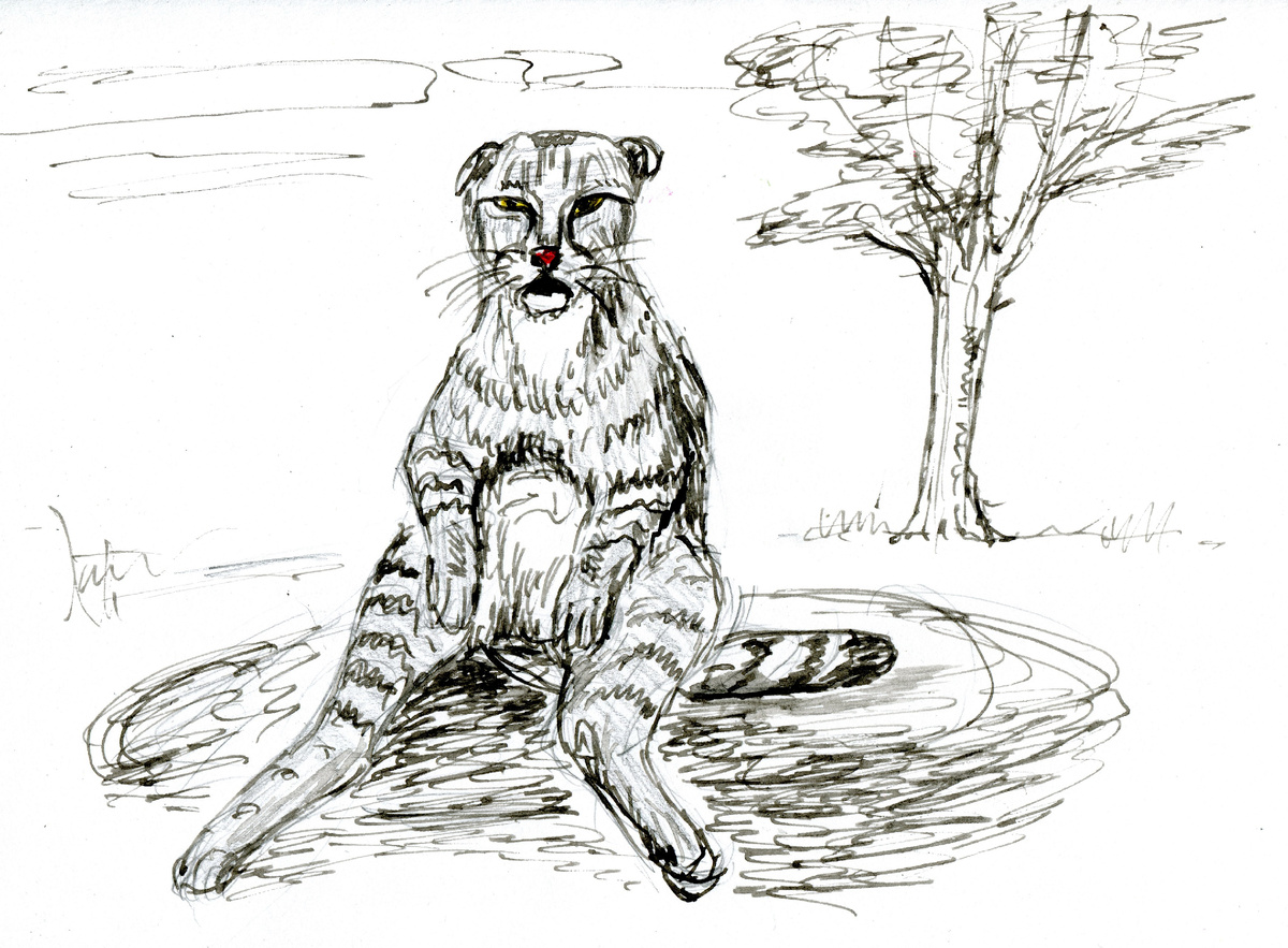 Течет с кота