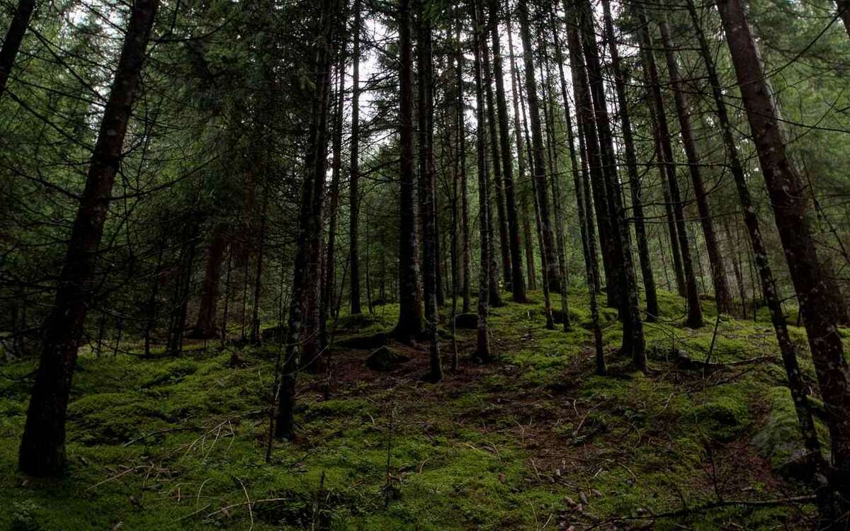    В двух воронежских угодьях запретят охоту до мая 2028 года Фото – ru.freepik.com