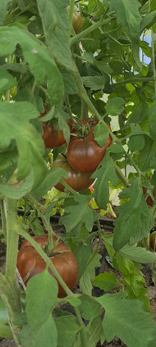 Прошлогодние томаты " Шоколадный пончик "