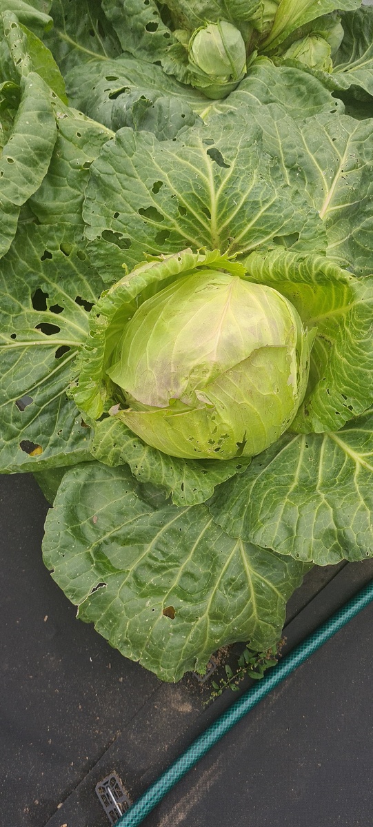 Моя капуста