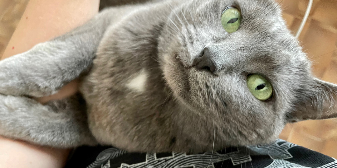 Человек не замечает, а питомец почувствовал. Как понять, что кошка указывает на проблемы со здоровьем у хозяина