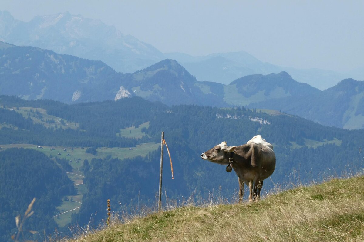 Tranquil scene of a cow grazing on a mountain slope with misty mountains in the background.