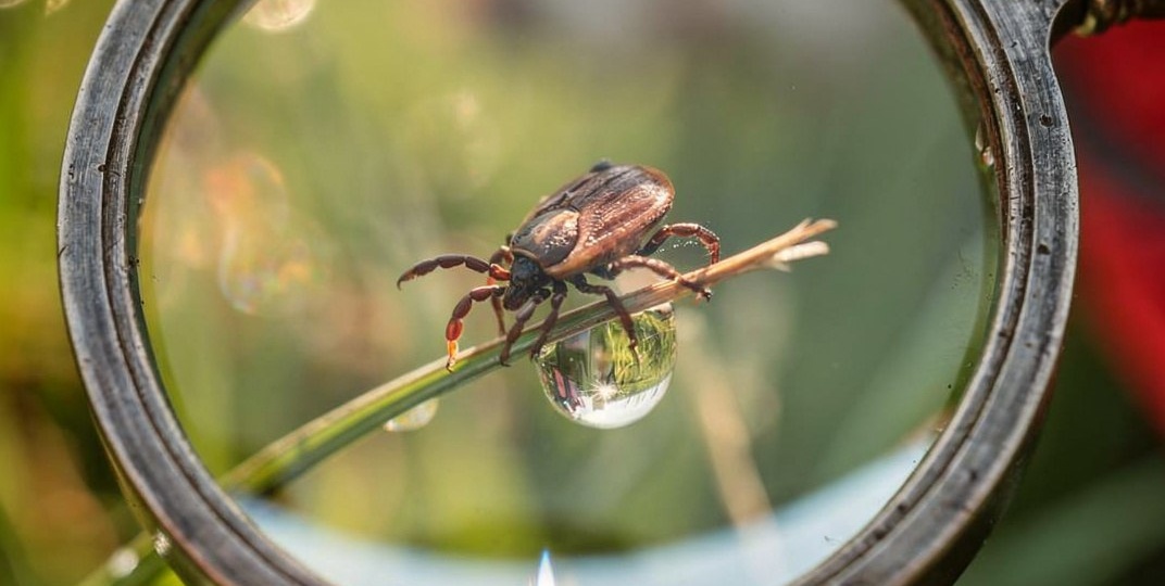 Клещи опасны для питомцев: как защитить собак и кошек весной?