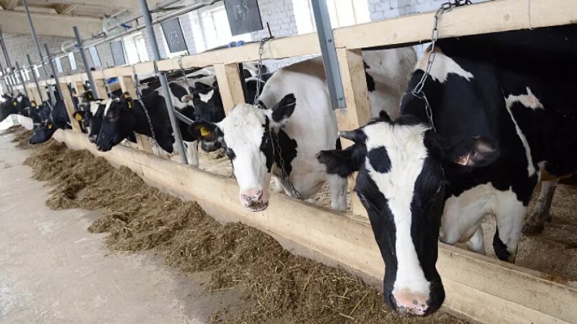 В Кировской области определили район с самыми "молочными" коровами