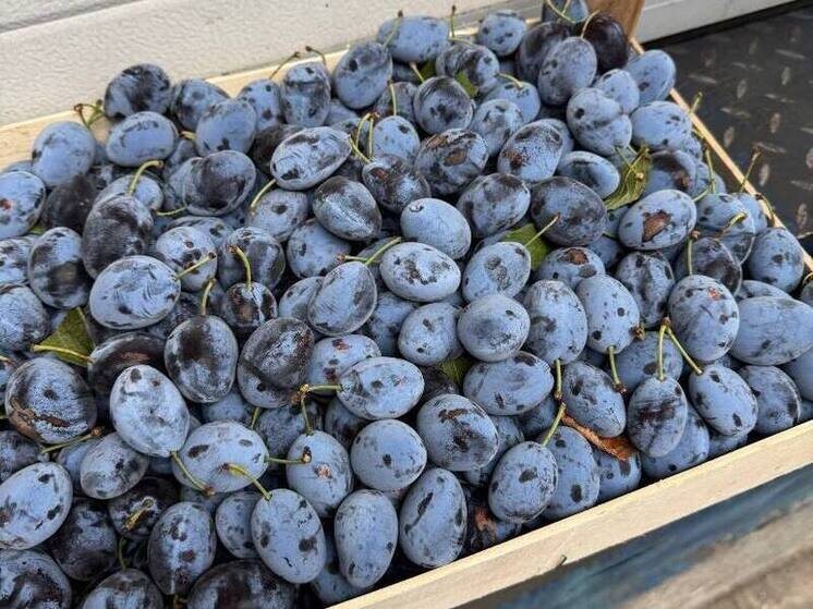     Всего специалисты остановили 134 тонны опасных фруктов. Фото: пресс-служба Северо-Западного межрегионального управления Россельхознадзора