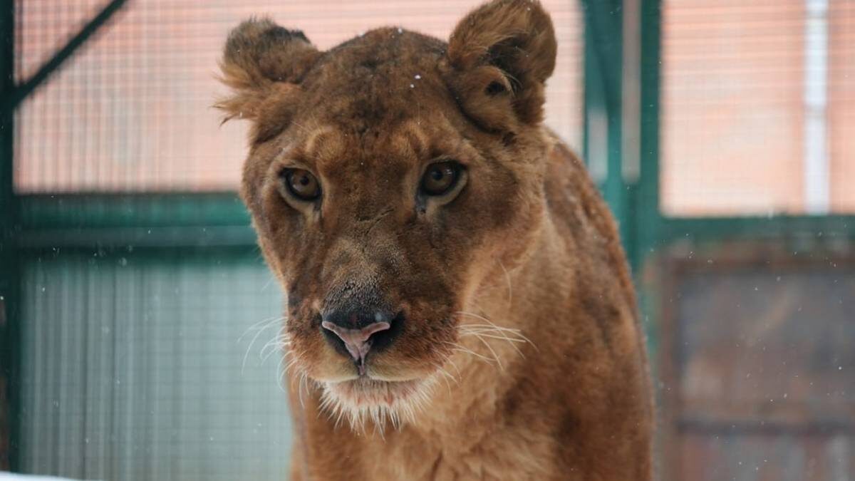    Фото: Telegram / Московский зоопарк