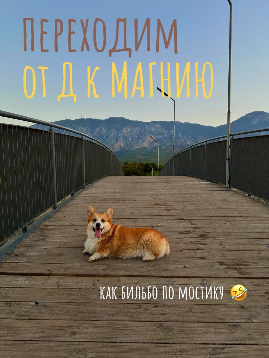 Это мой корги Бильбо, он все знает про магний 😀