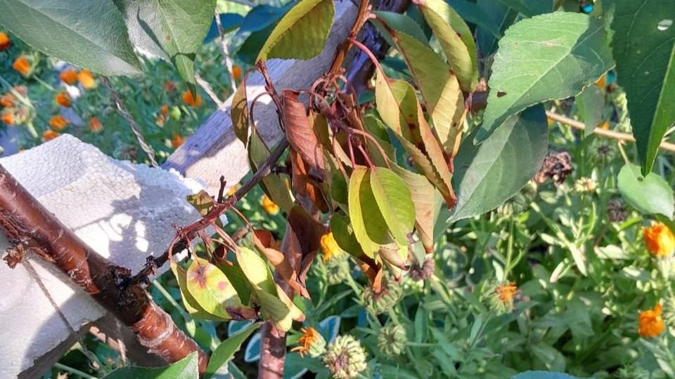 Как понять, что дерево не пережило зиму: 3 способа проверки без травм для растения