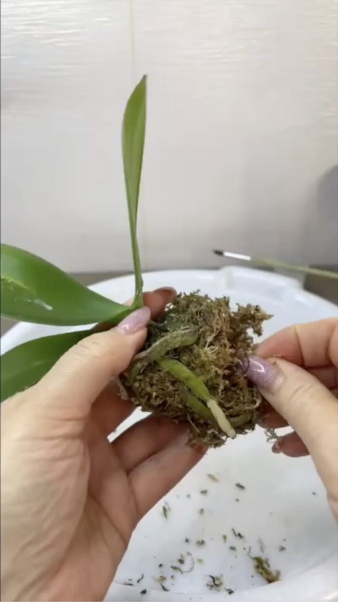 Орхидея фаленопсис Кавалер пришла 8,5 месяцев назад в размере 1,7 дюймов. Орхидеи С Еленой Кузнецовой