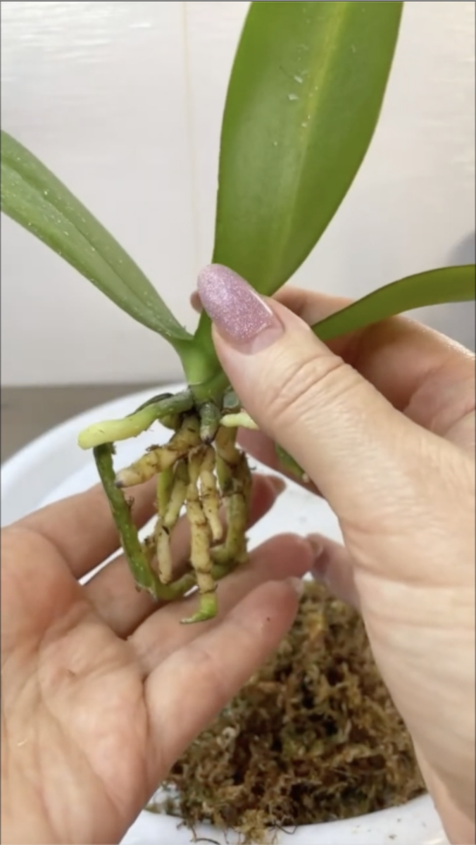 Освобождаем от мха орхидею малышарик. Орхидеи С Еленой Кузнецовой