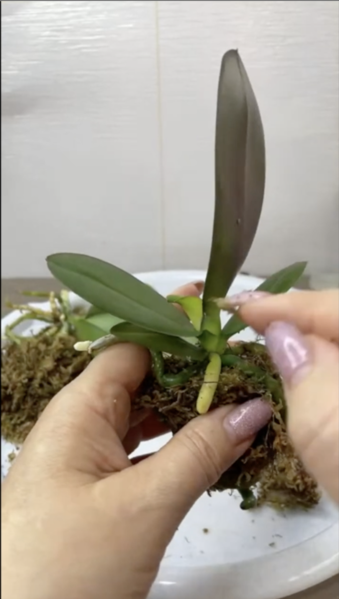 Орхидея фаленопсис Сладкая Радуга пришла 8,5 месяцев назад в размере 1,7 дюймов. Орхидеи С Еленой Кузнецовой