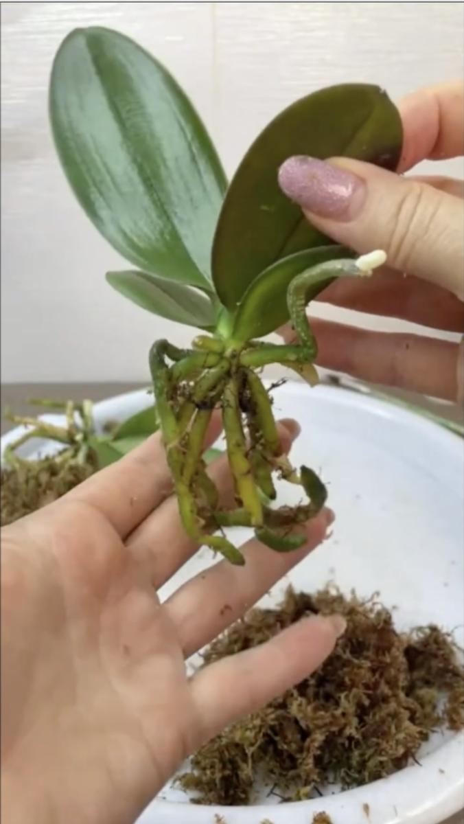 Освобождаем от мха орхидею малышарик. Орхидеи С Еленой Кузнецовой