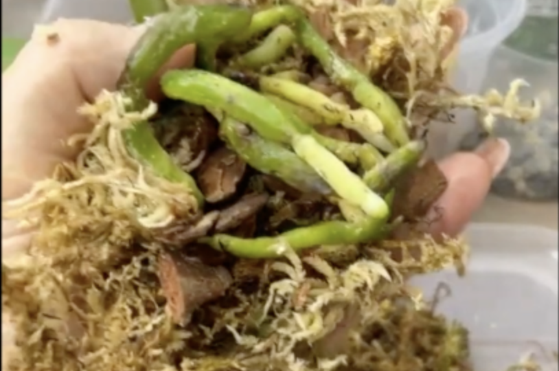 Самый идеальный МЕТОД посадки орхидей малышариков! ЧЕБУРЕК