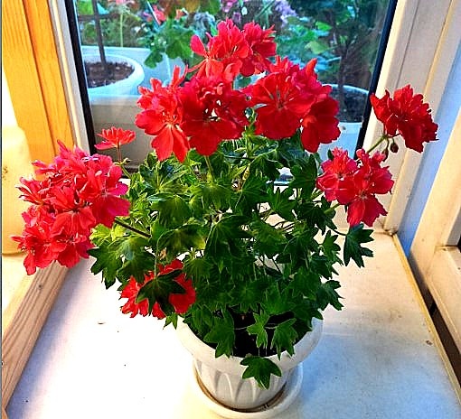 Эта история об этом прекрасном золотолистном стелларе. Он - до пересадки.